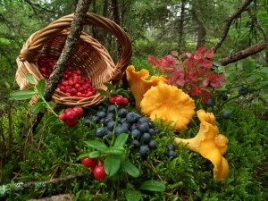 Nordic berry pictures