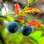 Nordic wild berries